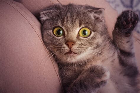 do kittens fart more than cats|flatulence kittens causes.